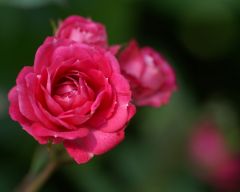 Tapeta Nature Flowers 236.jpg